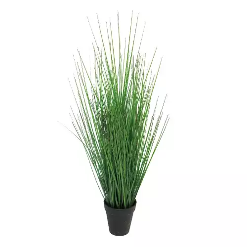 Hazenkamp Fachhändler Königliche Festuca im Topf 15x15x61cm (112944)