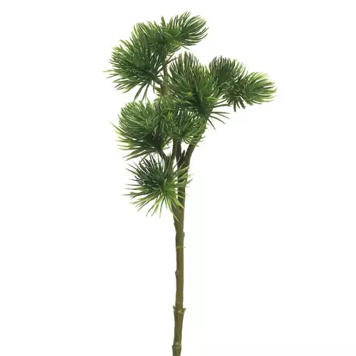 Hazenkamp Fachhändler Pinus Spray Mugo Grün 58cm (114524)