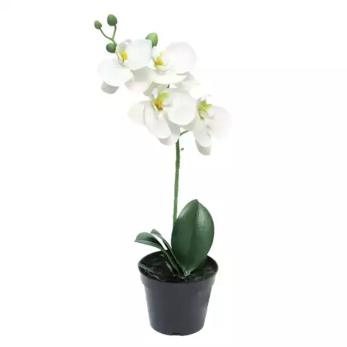 Hazenkamp Fachhändler Phalaenopsis Bora x1 im Topf 35 cm (114989)