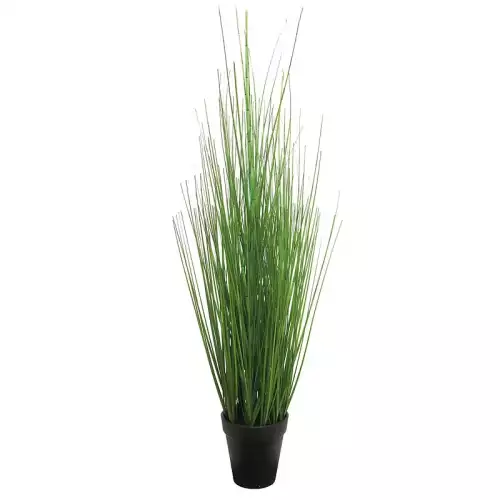 Hazenkamp Fachhändler Panicum Virgatum im Topf Grün 63cm (115427)