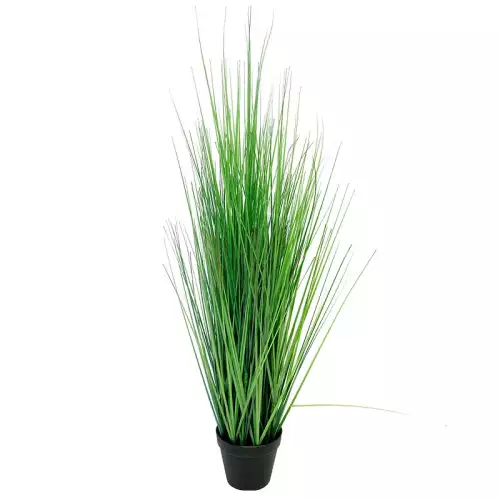 Hazenkamp Fachhändler King Festuca Grün mit Topf 115cm (115428)