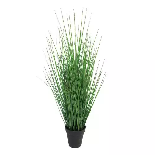 Hazenkamp Fachhändler König Festuca grün im Topf 60cm (115583)