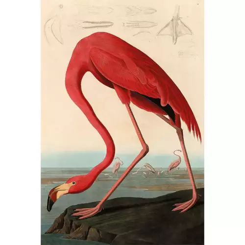 Hazenkamp Fachhändler Amerikanischer roter Flamingo 80x120x2cm (108714)