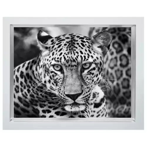 Hazenkamp Fachhändler Leopard 80x60x3cm (105943)