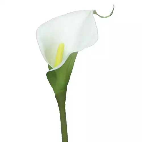 Hazenkamp Fachhändler Calla Sannah Creme 8x8x57cm (112149)