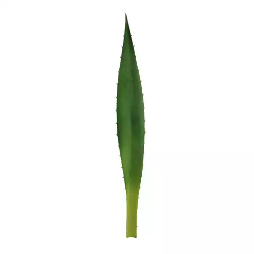 Hazenkamp Fachhändler Agave Blatt Grün 7x1x48cm (112148)