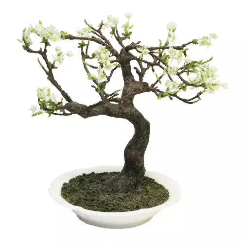 Hazenkamp Fachhändler Prunus Bonsai In Creme Keramik Topf 62x50x30cm (111211)