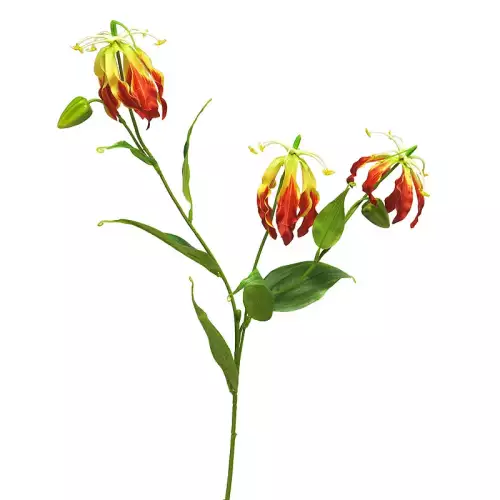 Hazenkamp Fachhändler Gloriosa Michelle 84x20x10cm (110512)