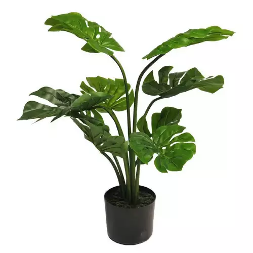 Hazenkamp Fachhändler Monstera Deliciosa green 68cm (51495-1)