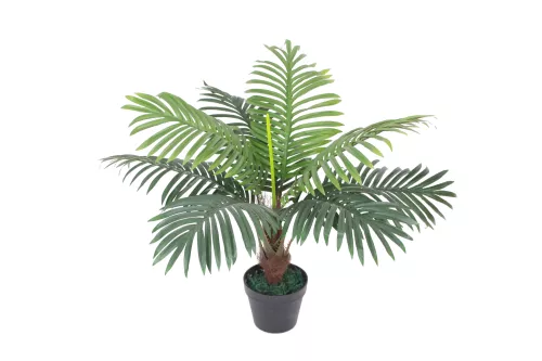 Hazenkamp Fachhändler Palm 60cm (201522)