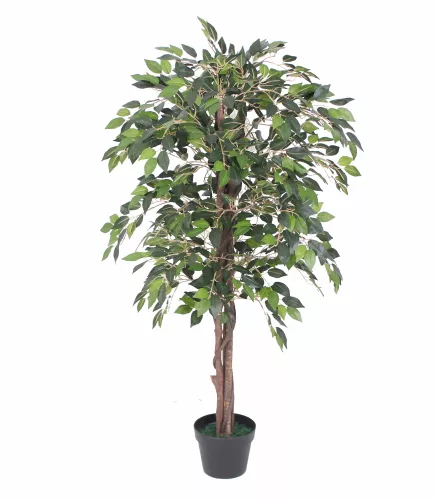 Hazenkamp Fachhändler Mini Ficus 120cm (201529)