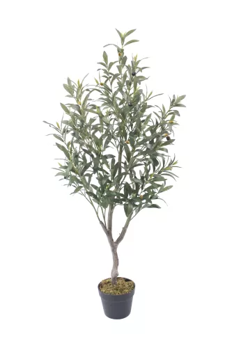 Hazenkamp Fachhändler Olive Tree 120cm (201532)