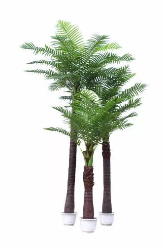 Hazenkamp Fachhändler Coco Palm Tree 250cm (201537)