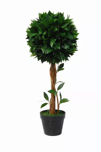 Hazenkamp Fachhändler Bay Tree 70cm (201535)