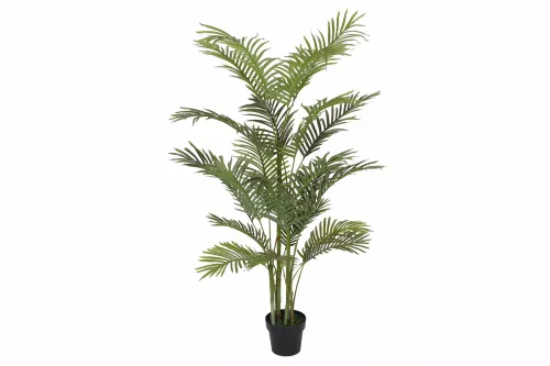 Hazenkamp Fachhändler Palm 150cm 21L (201536)