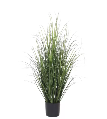 Hazenkamp Fachhändler Onion Grass 80cm (201541)