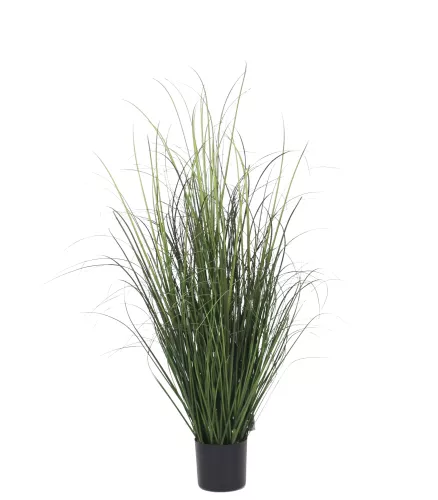 Hazenkamp Fachhändler Onion Grass 95cm (201540)