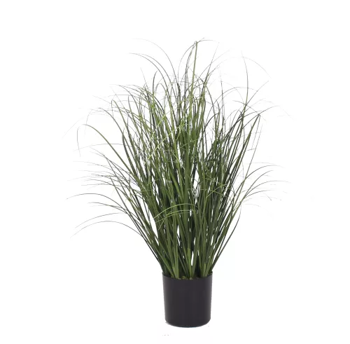 Hazenkamp Fachhändler Onion Grass 55cm (201542)