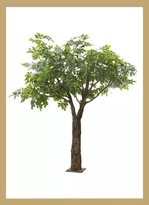 Blumen & Pflanzen Blumen & Pflanzen